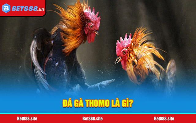 Đá gà Thomo là gì? 